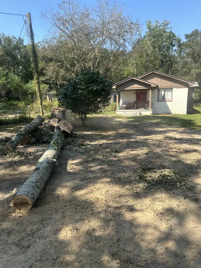 Tree sections ready for removal