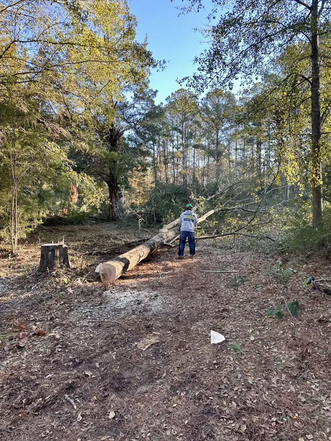 Cleared lot after tree work